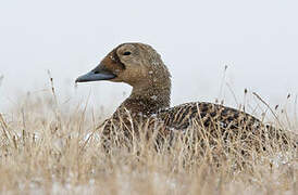 Eider à lunettes