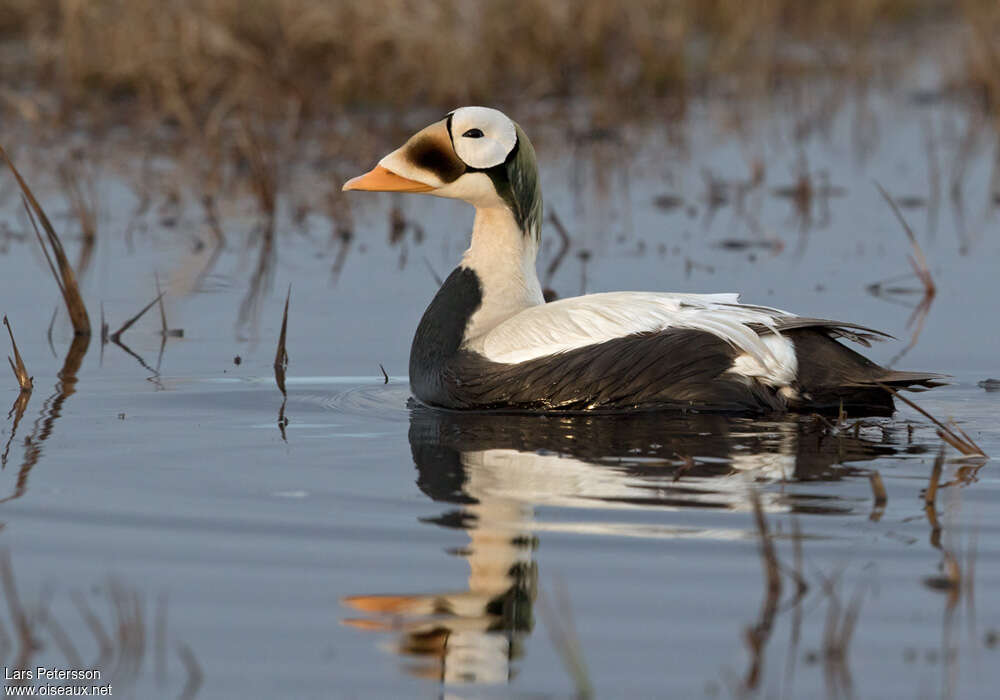 Eider à lunettes mâle adulte nuptial, pigmentation, nage