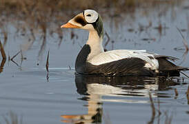 Eider à lunettes