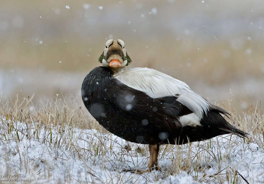 Eider à lunettes mâle adulte nuptial, identification