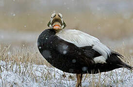 Eider à lunettes