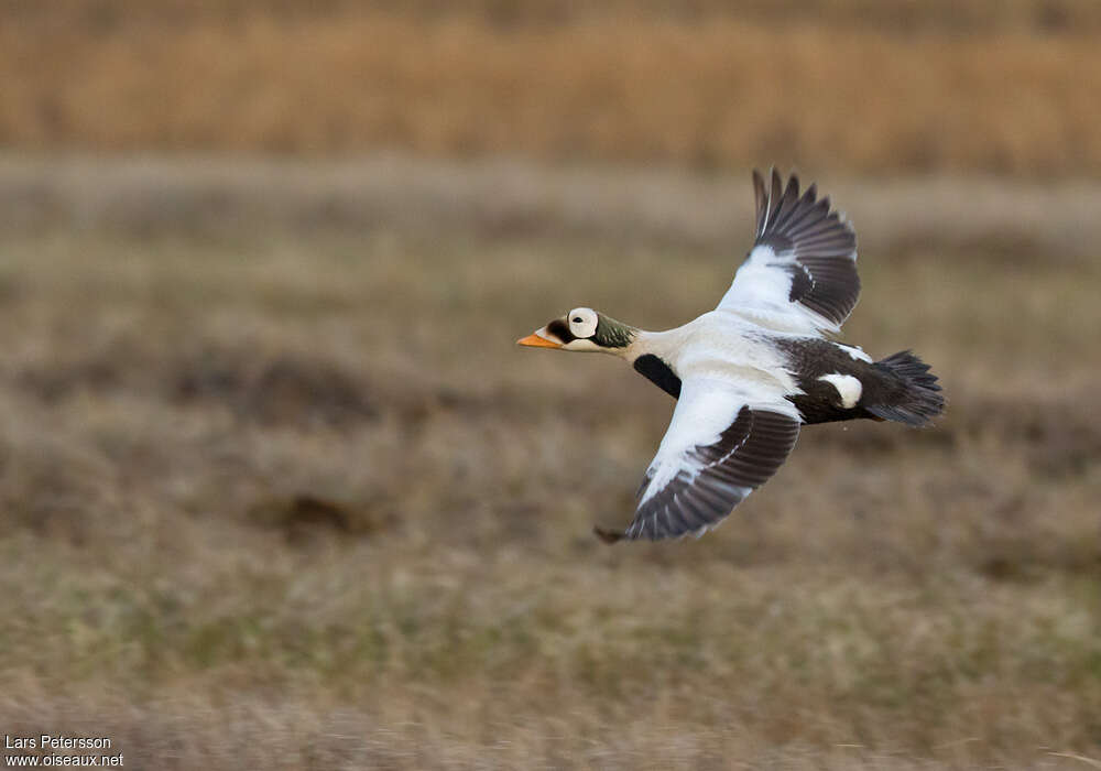 Eider à lunettes mâle adulte nuptial, Vol