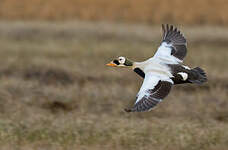 Eider à lunettes