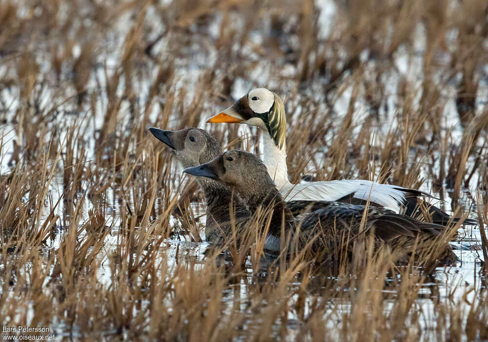 Eider à lunettesadulte, habitat, pigmentation