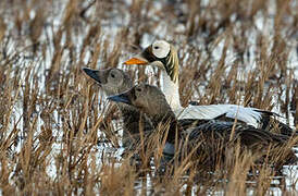 Spectacled Eider