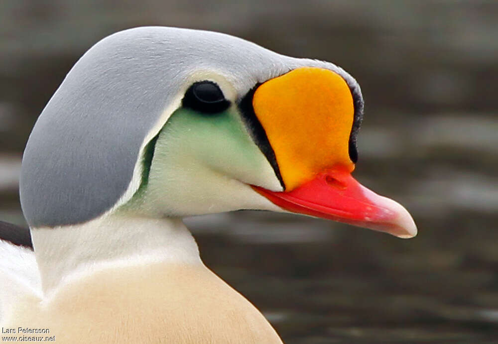 King Eider male adult breeding, close-up portrait