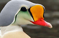 Eider à tête grise