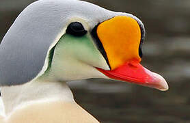 King Eider