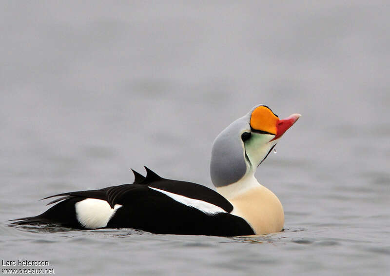 King Eider male adult breeding, pigmentation, swimming, courting display