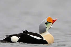 Eider à tête grise