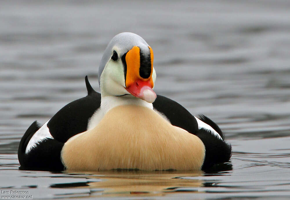 King Eider male adult breeding, close-up portrait, pigmentation