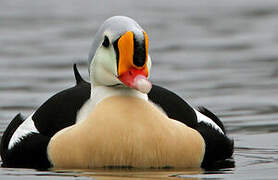 King Eider