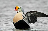 Eider à tête grise