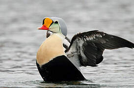 King Eider