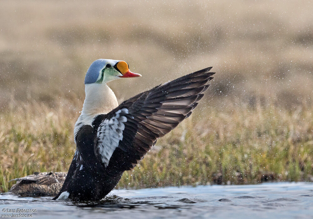 Eider à tête grise