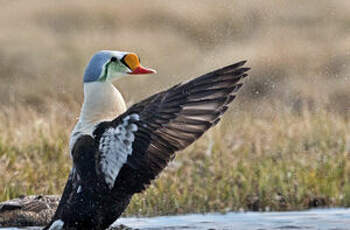 Eider à tête grise