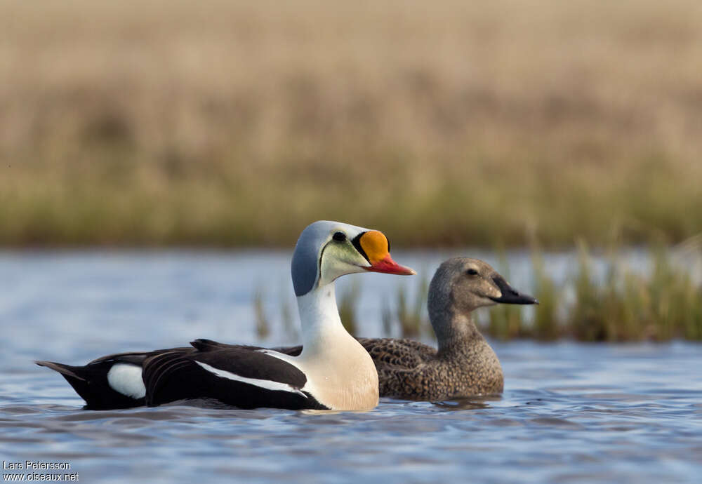 King Eideradult breeding, pigmentation, swimming