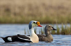 Eider à tête grise