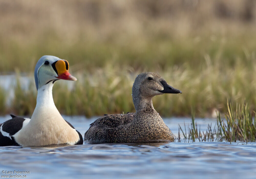 Eider à tête grise