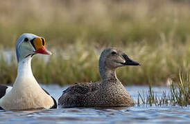 Eider à tête grise