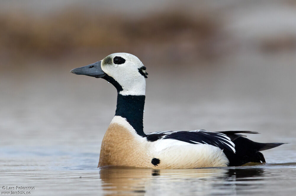 Steller's Eider