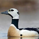 Eider de Steller