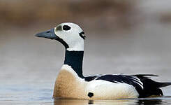 Eider de Steller