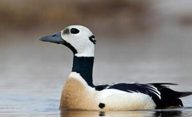 Eider de Steller