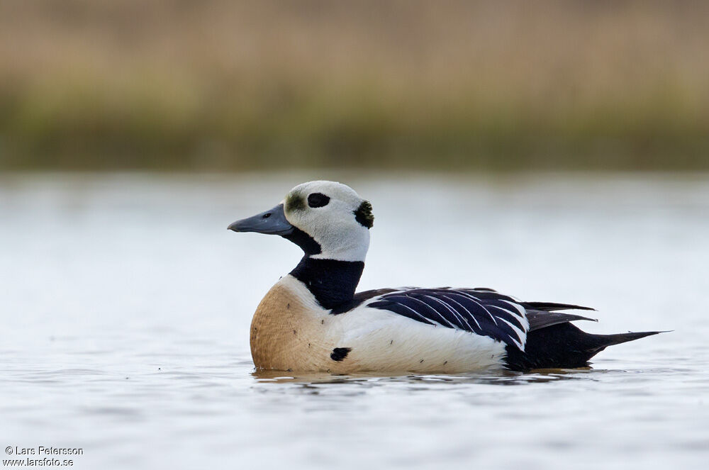 Steller's Eider