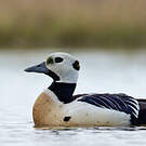 Eider de Steller