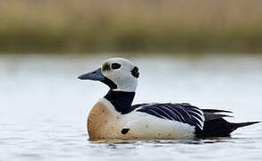 Steller's Eider