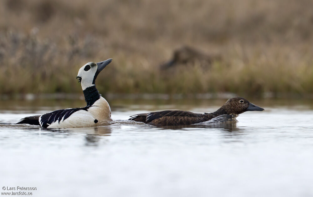 Steller's Eider