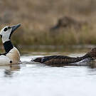 Eider de Steller