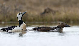 Eider de Steller