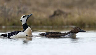 Steller's Eider