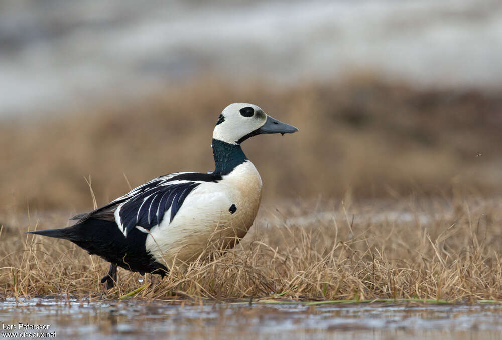 Steller's Eider male adult breeding, identification