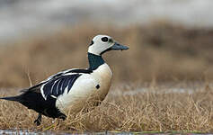 Eider de Steller