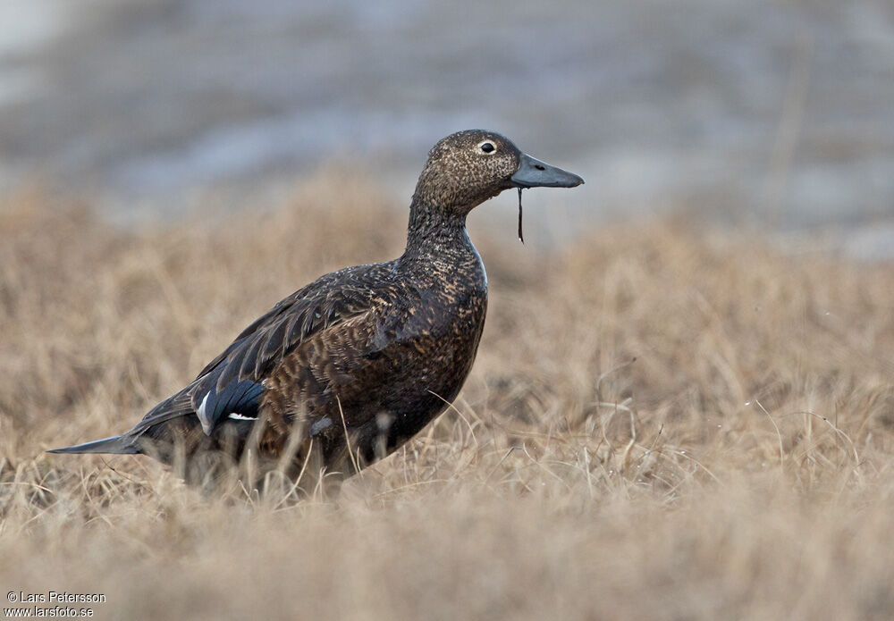 Steller's Eider