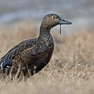 Eider de Steller