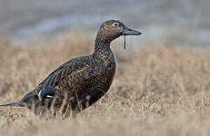 Eider de Steller