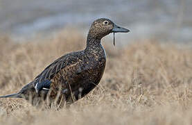 Steller's Eider