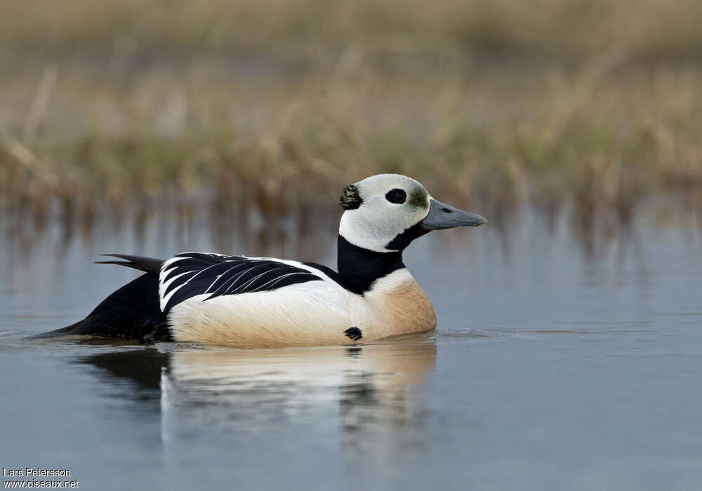 Steller's Eider male adult breeding, identification