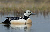 Eider de Steller