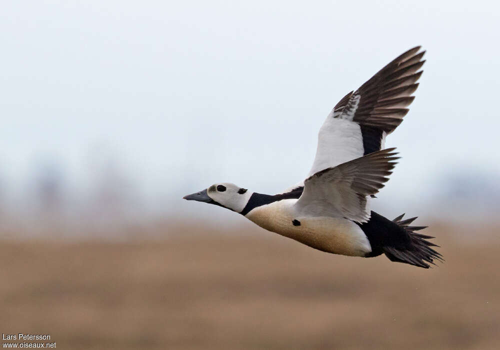 Steller's Eider male adult breeding, pigmentation, Flight