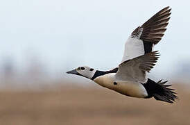 Eider de Steller