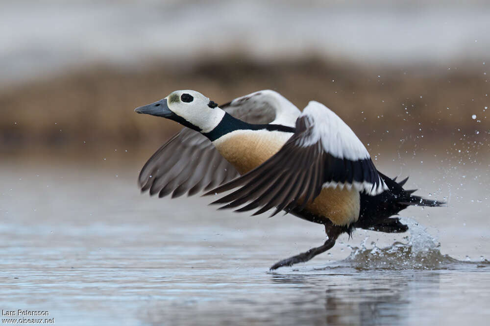 Steller's Eider male adult breeding, aspect, pigmentation, Flight