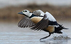 Steller's Eider