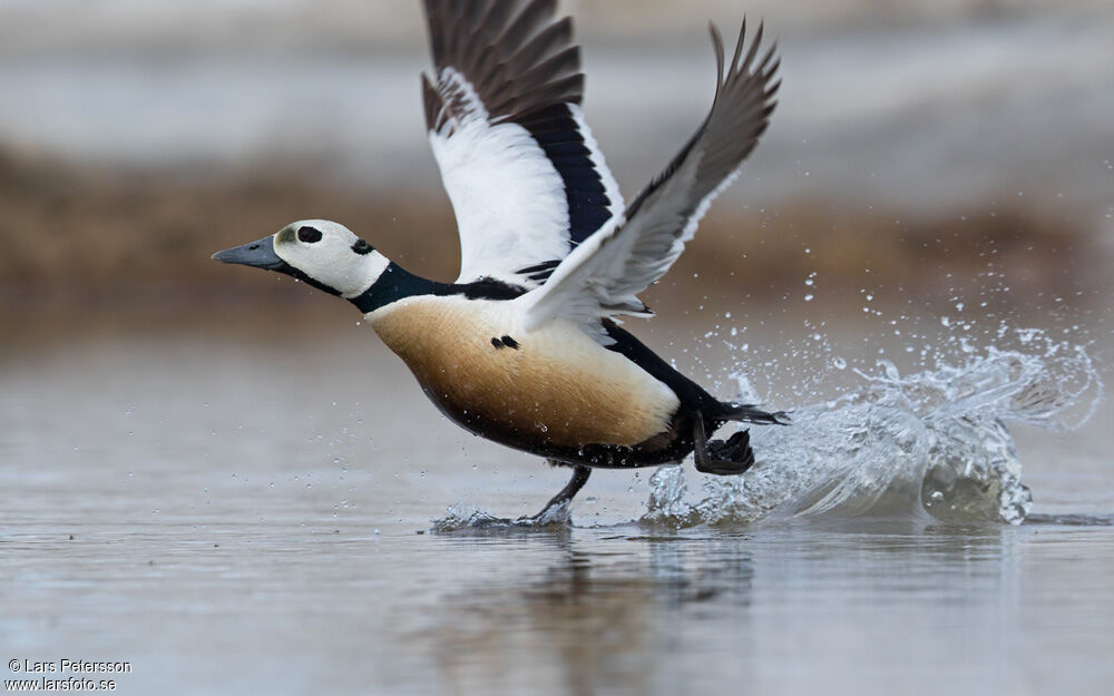 Eider de Steller