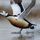 Eider de Steller