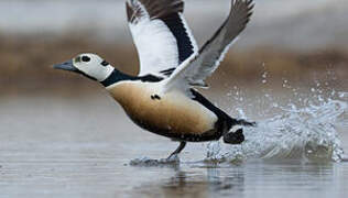 Steller's Eider